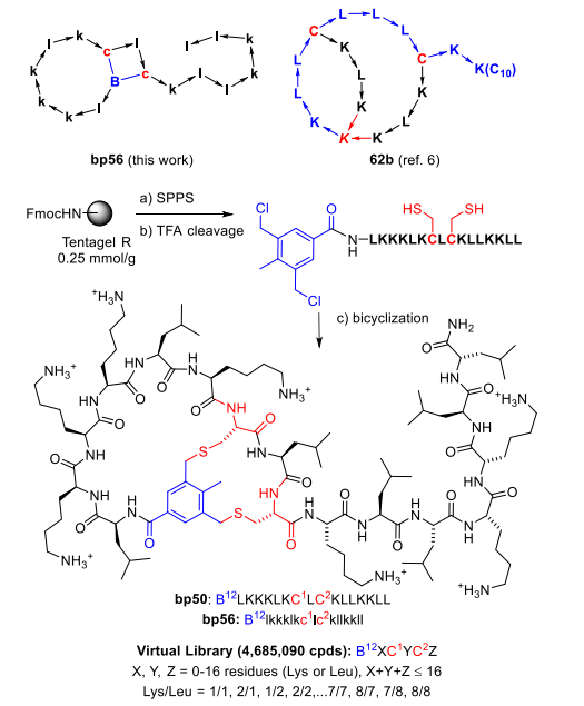 An Antimicrobial Bicyclic Peptide from Chemical Space Against Multidrug Resistant Gram-Negative Bacteria