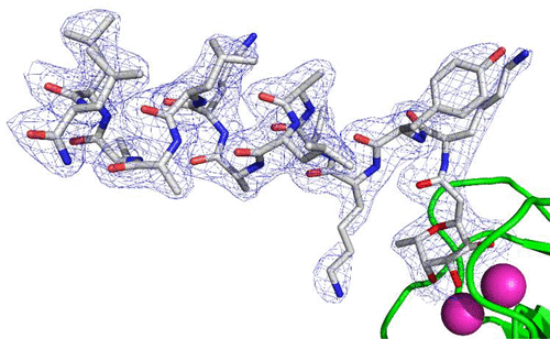 X-ray Crystal Structures of Short Antimicrobial Peptides as Pseudomonas aeruginosa Lectin B Complexes