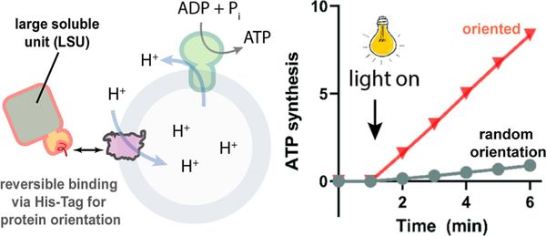 Overcoming Protein Orientation Mismatch Enables Efficient Nanoscale Light-Driven ATP Production